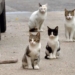 Benidorm destina 20.000 euros para la campaña de esterilización de colonias urbanas de gatos