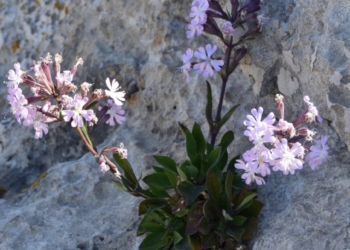 La Generalitat salva de la extinción a la Silene de Ifac gracias al plan de recuperación de esta especie protegida