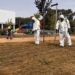 Petrer actúa de urgencia contra una plaga de orugas en la zona ajardinada de Luvi