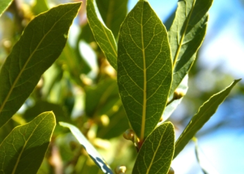 Cuando la naturaleza dicen que cura