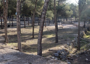 Benidorm inicia actuaciones de mejora en las zonas verdes y arbolado de la ciudad antes del nuevo contrato de parques y jardines