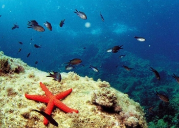 Donde el azul respira más fuerte