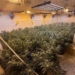 La Guardia Civil desmantelada una plantación de marihuana e investiga a tres personas