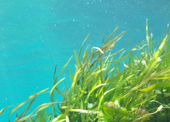 Por donde respiran nuestros mares