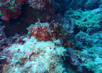 Ni dragones ni mazmorras marinas: las aguas de la Marina Baixa son seguras