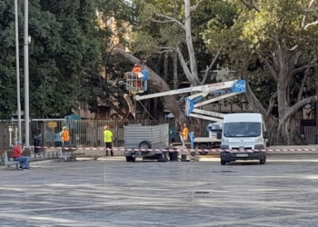 Orihuela realiza labores de conservación en el ficus monumental de la Glorieta Gabriel Miró