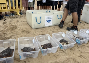La playa de La Marina acoge la suelta de 36 tortugas bobas