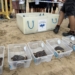 La playa de La Marina acoge la suelta de 36 tortugas bobas