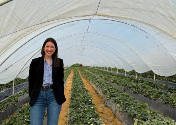 Una técnica de cultivo estudiada en la UMH protege al pimiento verde durante el almacenamiento en frío