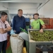 La Almazara Municipal augura un incremento notable de la producción de aceite