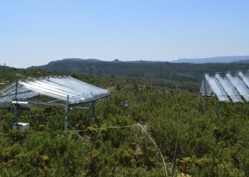 Las sequías prolongadas y extremas ponen en peligro la capacidad de pastizales y matorrales para almacenar carbono