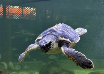 La Fundación Oceanogràfic y el Museo del Mar de Santa Pola colaboran para reforzar la protección del Mediterráneo