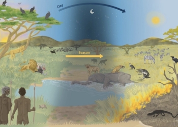 “Comer carroña nos hizo humanos”, según un nuevo estudio en el que participa la UA