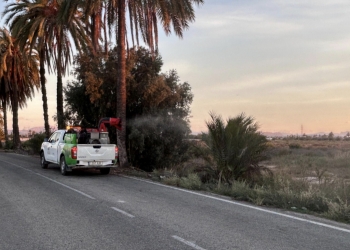 Elche redobla la fumigación para frenar la proliferación se mosquitos tras las lluvias