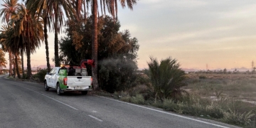 Elche redobla la fumigación para frenar la proliferación se mosquitos tras las lluvias