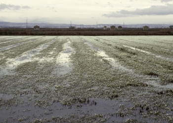 La Generalitat destinará 15 millones de euros extra para el dragado selectivo de l’Albufera