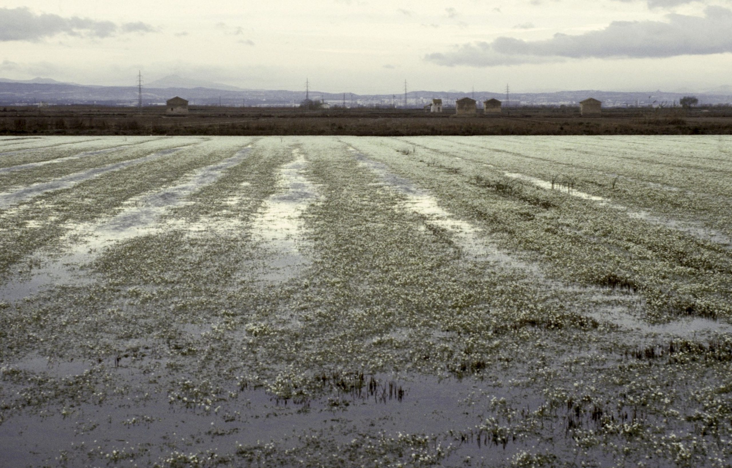 La Generalitat destinará 15 millones de euros extra para el dragado selectivo de l’Albufera