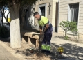 Campaña especial de mantenimiento y plantación de flores en los cementerios de Torrevieja y La Mata