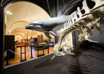 «Queremos que los torrevejenses se enorgullezcan de su entorno natural»