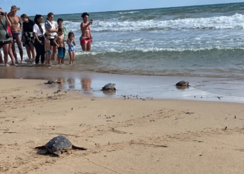 16 tortugas marinas entran al mar en Torrevieja