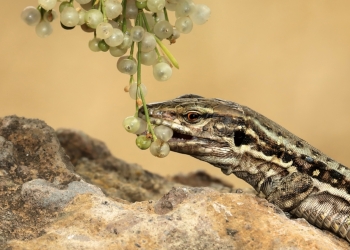 Las especies animales invasoras alteran la dispersión de semillas en más del 90% de las islas de todo el mundo