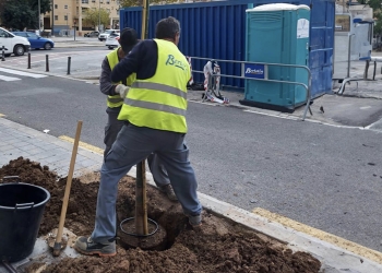 València inicia la tercera fase de la campaña de plantación de arbolado viario