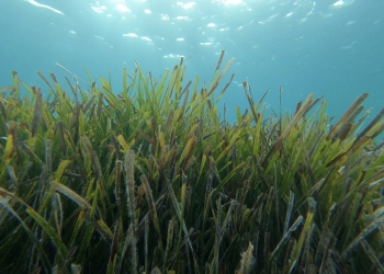Un estudio liderado por el CSIC desarrolla el primer inventario mundial del carbono retenido por las praderas submarinas