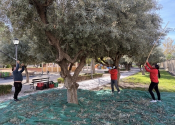 Petrer renueva el convenio con Cáritas Diocesana para la recogida de la oliva en suelo público