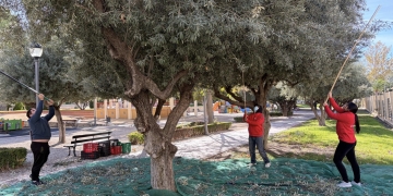 Petrer renueva el convenio con Cáritas Diocesana para la recogida de la oliva en suelo público
