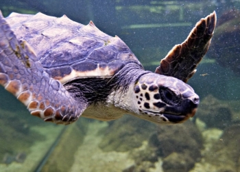 Los niños de Santa Pola bautizan como “Quelone” a la tortuga que llegó al Aquarium desde la Fundación Oceanogràfic