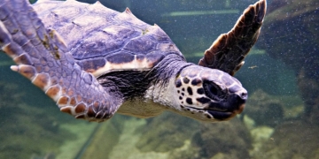 Los niños de Santa Pola bautizan como “Quelone” a la tortuga que llegó al Aquarium desde la Fundación Oceanogràfic