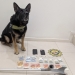 La Policía Local de Xàbia y el agente canino Kosmo detienen a un individuo por presunto tráfico de drogas