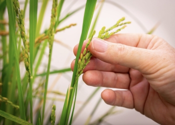 Identifican una estructura molecular clave para diseñar plantas que generen su propio fertilizante