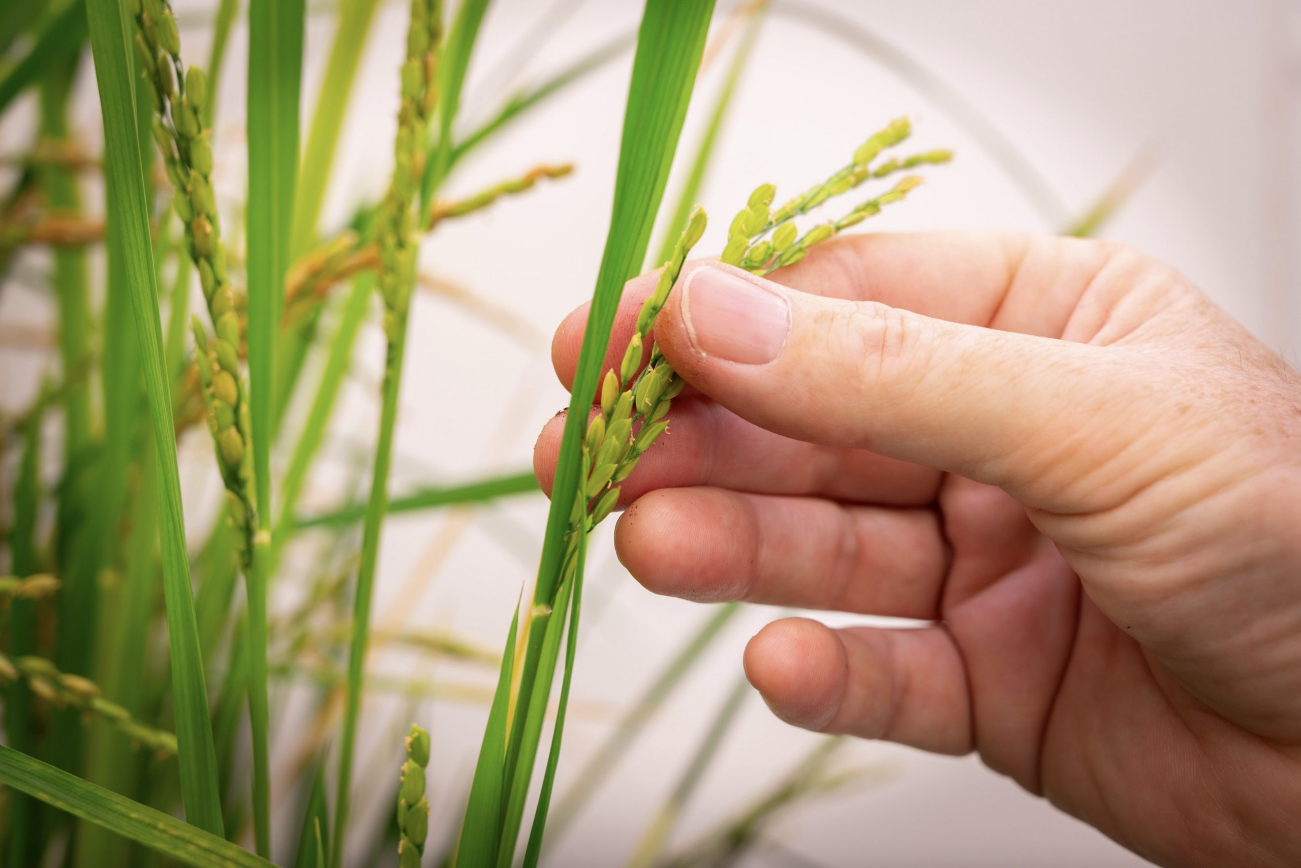 Identifican una estructura molecular clave para diseñar plantas que generen su propio fertilizante