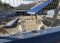 El Ayuntamiento realiza obras de mejora en el Refugio de Animales