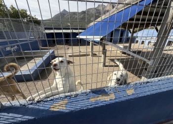 El Ayuntamiento realiza obras de mejora en el Refugio de Animales