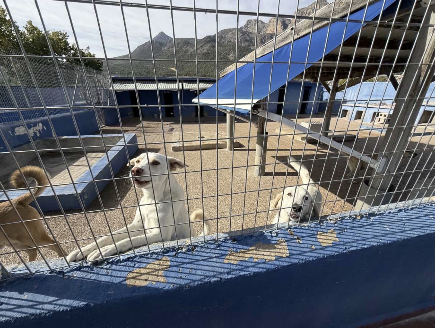 El Ayuntamiento realiza obras de mejora en el Refugio de Animales