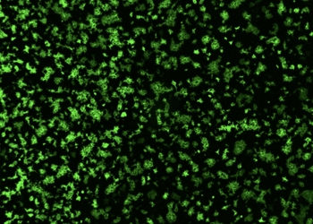 Descubren que un coronavirus que infecta a los cerdos utiliza una vía inesperada para entrar en las células