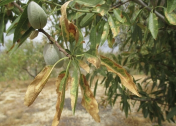 Agricultura concede más de 60.000 euros para replantar parcelas dañadas por ‘Xylella fastidiosa’