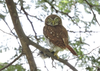 Un estudio de la UA revela cómo los humanos transforman la diversidad de aves en los bosques secos tropicales de Ecuador