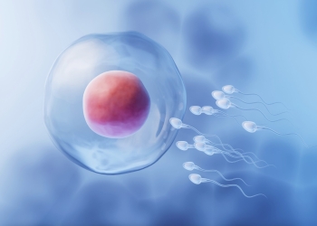 Revelan por primera vez un mecanismo esencial para el inicio de la vida en los vertebrados