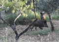 La Generalitat pone en marcha un plan de medidas preventivas ante la detección de casos de peste porcina africana en Cataluña