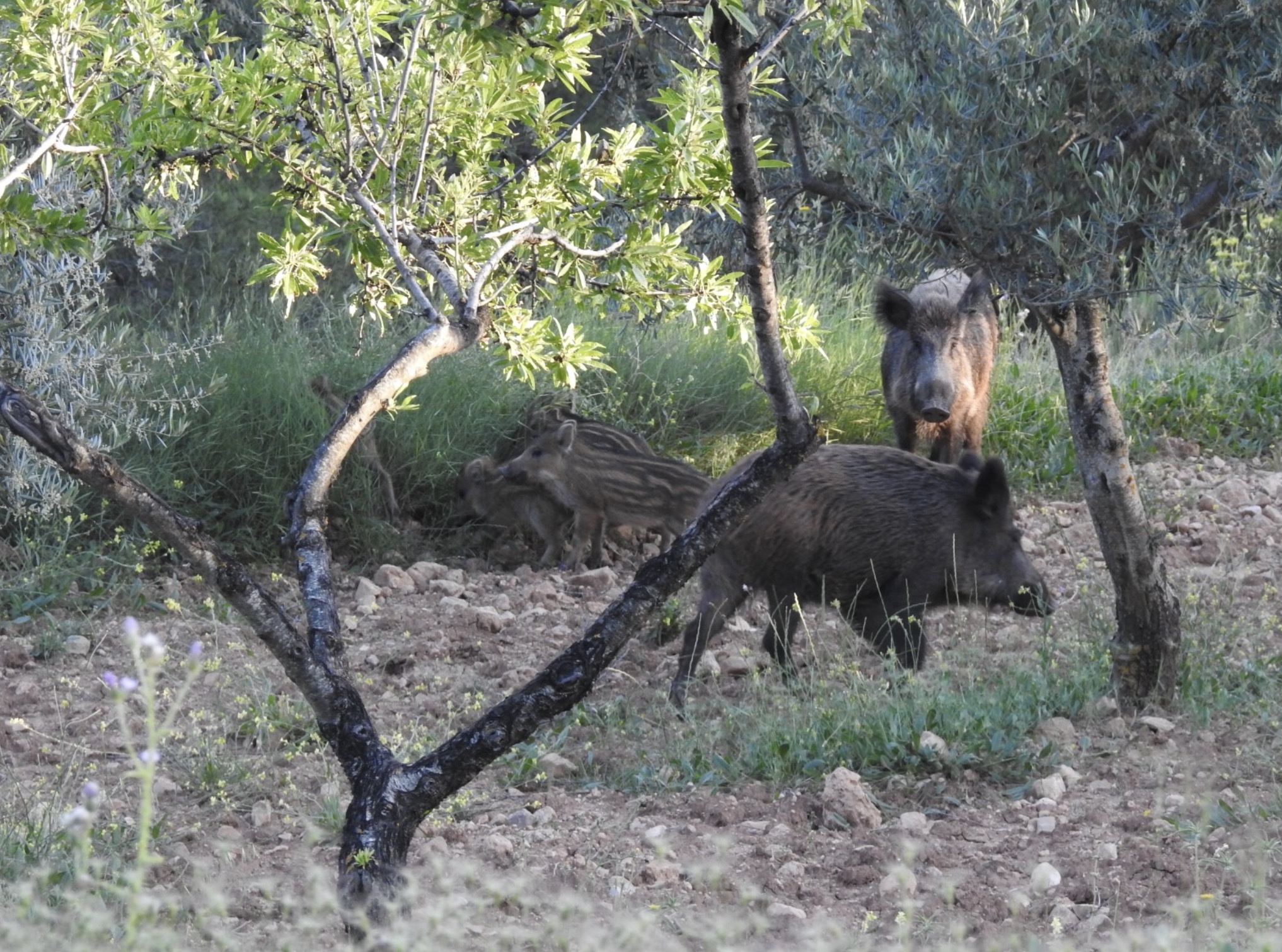 La Generalitat pone en marcha un plan de medidas preventivas ante la detección de casos de peste porcina africana en Cataluña