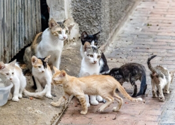 Borrador automático