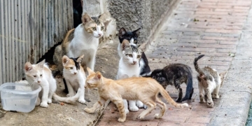 Borrador automático