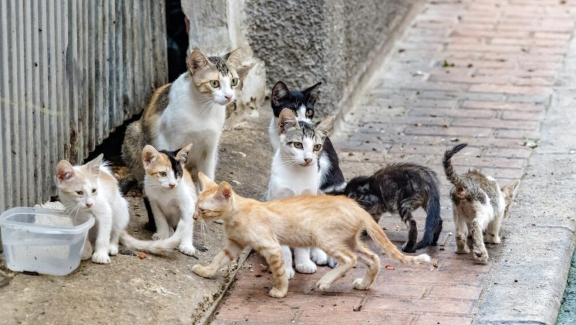 Borrador automático