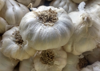 Compuestos presentes en el ajo aumentan la esperanza y calidad de vida, según un estudio en ratones