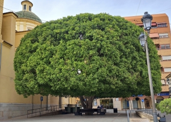 Comienza la elaboración del Plan Director del Arbolado con la participación ciudadana y una proyección de diez años