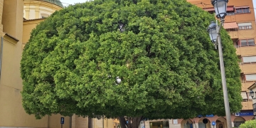 Comienza la elaboración del Plan Director del Arbolado con la participación ciudadana y una proyección de diez años