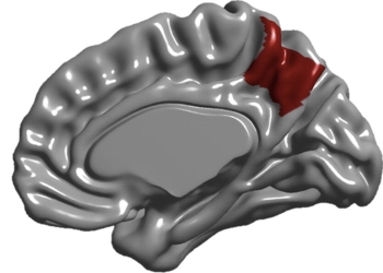La anatomía de la región cerebral que integra percepción corporal, visión y memoria se define antes de nacer